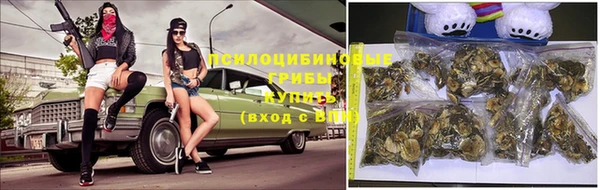 прущие грибы Баксан